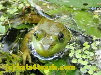 /home//u458753944/public_html/sourcegallery//////Frogs/More bullfrogs/P9060090.JPG